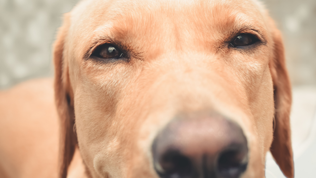 Unveiling the Secrets to a Happy and Healthy Dog