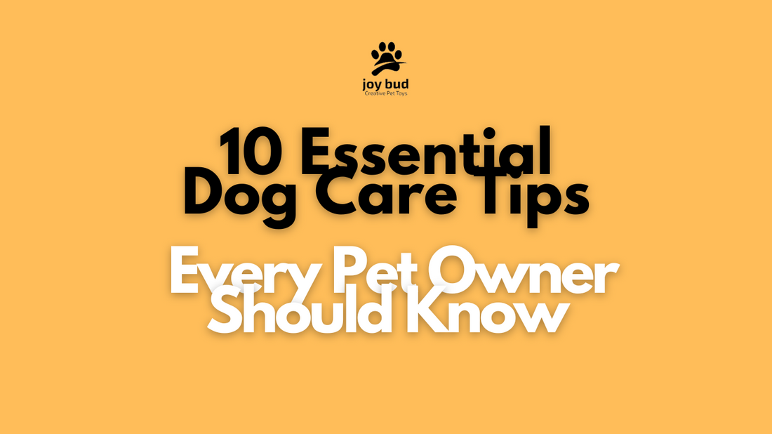 10 Essential Dog Care Tips Every Pet Owner Should Know