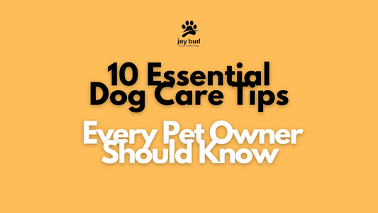 10 Essential Dog Care Tips Every Pet Owner Should Know